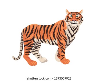 Amur tiger, eastern Russia and a Chinese animal. Endangered animal, red book. Vector cartoon character illustration on white background.