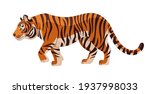 Amur tiger goes isolated on white background. Vector tiger side view. Endangered animal