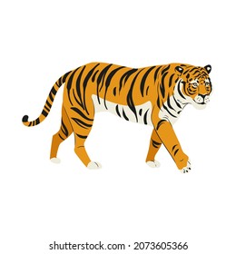 Amur tiger goes isolated on white background. Vector tiger side view. Endangered animal