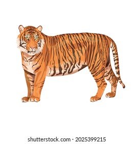 Amur tiger is walking isolated on a white background. Vector tiger side view. Endangered animal
Animals of Asia. Panthera tigris. Big cats. Predatory mammals.