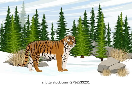 Amur tiger walks through a snowy forest with spruce trees. Realistic vector landscape.