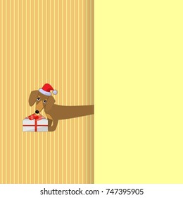 An amusing dachshund in a cap of Santa Claus keeps a box with a gift - a postcard for the new year, Christmas, congratulations.