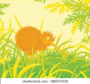 Amusing flightless New Zealand kiwi bird with shaggy feathers and a long bill walking among tall green grass, vector cartoon illustration