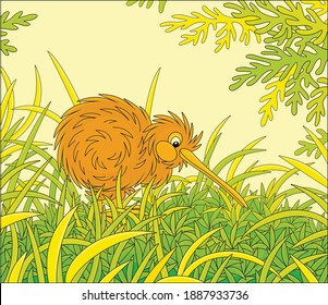 Amusing flightless New Zealand kiwi bird with shaggy feathers and a long bill walking among tall green grass, vector cartoon illustration