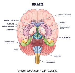 Amygdala brain part location with medical human head anatomy outline diagram. Labeled educational scheme with body physiology for memory, decision making and emotional response vector illustration. svg