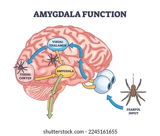 Amygdala function with brain response to fear stimulus outline diagram. Labeled educational medical scheme with fearful threat input, visual thalamus and cortex connection process vector illustration svg