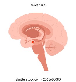 Amygdala and limbic system concept. Human brain anatomy. Cerebral cortex and cerebrum medical poster flat vector illustration for clinic or education.