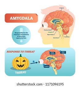 Amygdala medical labeled vector illustration. Anatomical scheme with visual thalamus, cortex and response to threat. Diagram with cerebrum, thalamus and corpus callosum.