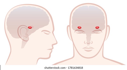 Amygdala. Profile and frontal view with location of pair of amigdalas in a human brain. Isolated vector illustration on white background.
 svg