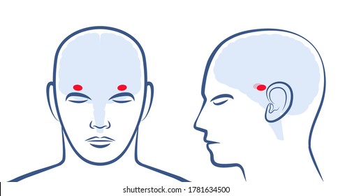 AMYGDALAE. Location of the two amigdalas in the human brain. Profile and frontal view with positions. Isolated vector graphic illustration on white background.
 svg