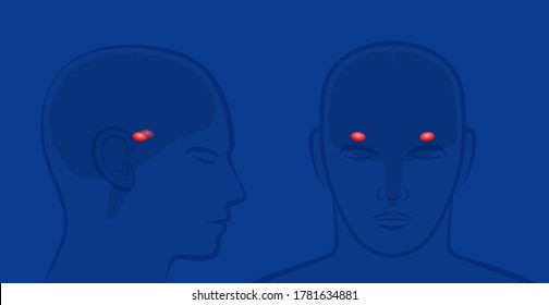 Amygdalas in a human brain. Lateral and frontal view with position of amygdalae. Vector illustration on blue background.
 svg