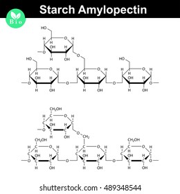 Amylopectin polymer molecular structure, starch component, illustration of molecule, 2d vector, isolated on white background, eps 8