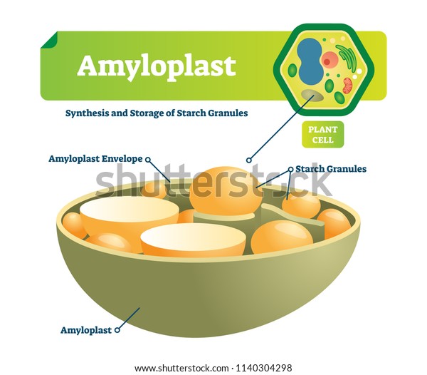 Amyloplast vector illustration. Labeled\
medical closeup scheme with synhesis and storage of starch\
granules. Colorful diagram with envelope and plant cell.\
Microscopic cell structure with\
organelle.