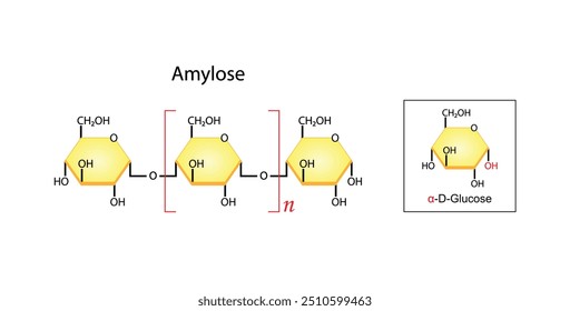 Amylose molecule. Starch molecule, Polysaccharide. chemical structure. Carbohydrates and Sugars Terminology. Scientific Design. Vector Illustration.