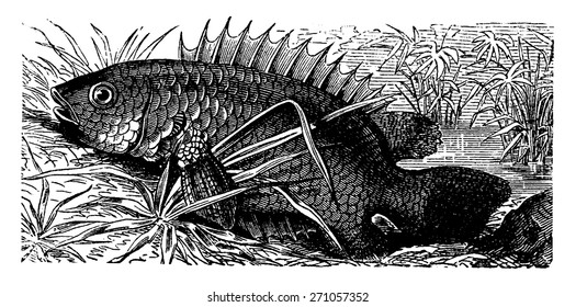 Anabas, vintage engraved illustration. La Vie dans la nature, 1890.