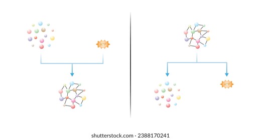 Anabolic and Catabolic Reactions Scientific Design. Vector Illustration.