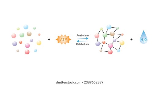 Anabolic and Catabolic Reactions Scientific Design. Vector Illustration.