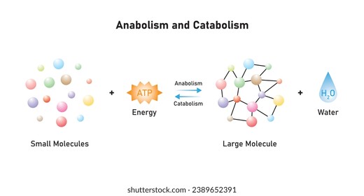 Reacciones anabólicas y catabólicas Diseño Científico. Ilustración vectorial.