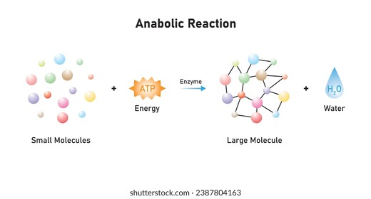 Anabolic Reactions (Anabolism) Scientific Design. Vector Illustration.