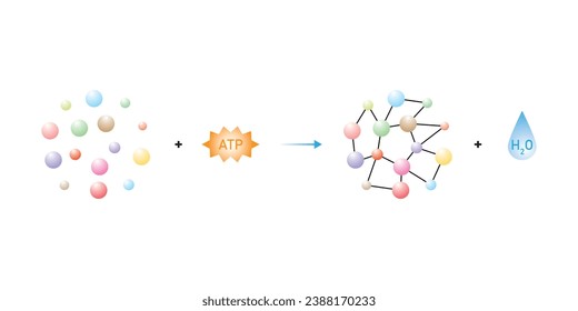 Anabolische Reaktionen (Anabolismus) Wissenschaftliches Design. Vektorgrafik.