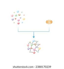 Anabolic Reactions (Anabolism) Scientific Design. Vector Illustration.
