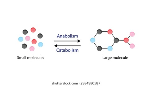 Anabolismus, Katabolismus. Der Anabolismus ist ein Prozess der Bildung komplexer Makromoleküle. Der Katabolismus ist ein Prozess, bei dem komplexe Makromoleküle in kleine Moleküle zerfallen. ATP-Energie. Vektordesign.