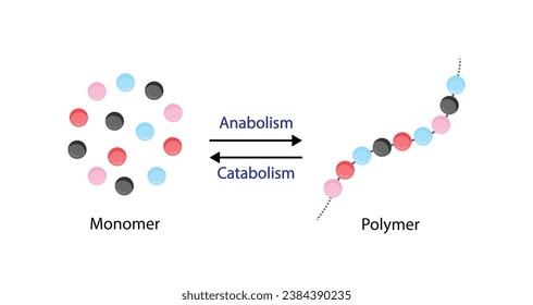 Anabolism, Catabolism. Anabolism is a process of building up complex macromolecules. Catabolism is process of breaking down complex macromolecules into small molecules. ATP energy. Vector design.