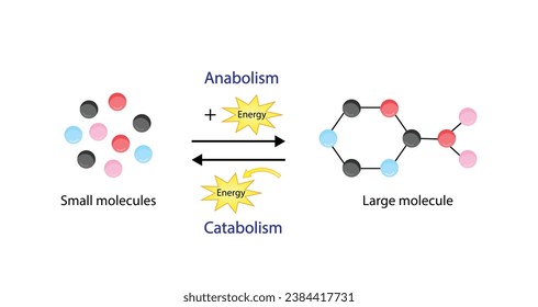 Anabolism, Catabolism. Anabolism is a process of building up complex macromolecules. Catabolism is process of breaking down complex macromolecules into small molecules. ATP energy. Vector design.