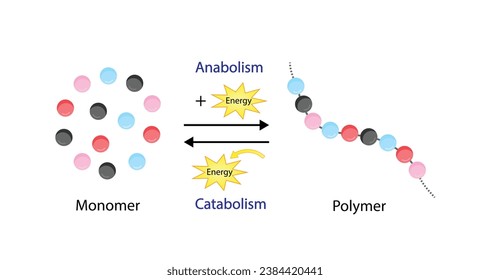 Anabolism, Catabolism. Anabolism is a process of building up complex macromolecules. Catabolism is process of breaking down complex macromolecules into small molecules. ATP energy. Vector design.