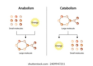 Anabolism, Catabolism. Anabolism is a process of building up complex macromolecules. Catabolism is process of breaking down complex macromolecules into small molecules. ATP energy. Vector design.