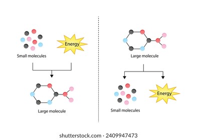 Anabolism, Catabolism. Anabolism is a process of building up complex macromolecules. Catabolism is process of breaking down complex macromolecules into small molecules. ATP energy. Vector design.