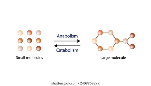 Anabolism, Catabolism. Anabolism is a process of building up complex macromolecules. Catabolism is process of breaking down complex macromolecules into small molecules. ATP energy. Vector design.