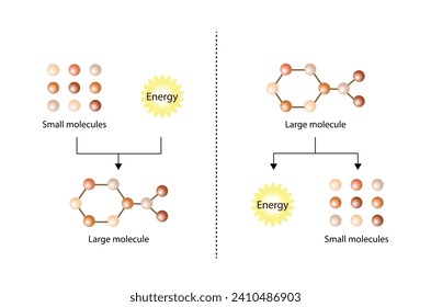 Anabolism, Catabolism. Anabolism is a process of building up complex macromolecules. Catabolism is process of breaking down complex macromolecules into small molecules. ATP energy. Vector design.