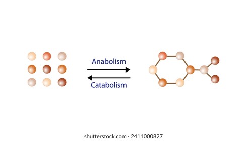 Anabolismo, Catabolismo. El anabolismo es un proceso de construcción de macromoléculas complejas. El catabolismo es un proceso de descomposición de macromoléculas complejas en pequeñas moléculas. Energía ATP. Diseño de vectores.