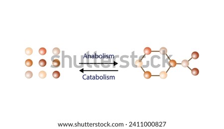 Anabolism, Catabolism. Anabolism is a process of building up complex macromolecules. Catabolism is process of breaking down complex macromolecules into small molecules. ATP energy. Vector design.
