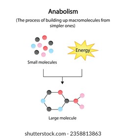 Anabolism  is a process of building up complex macromolecules from simpler ones. ATP energy. Vector design.