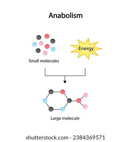 Anabolism is a process of building up complex macromolecules from simpler ones. ATP energy. Vector design.