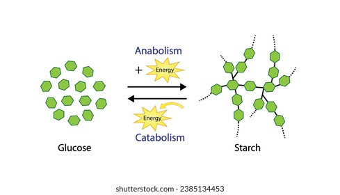 Anabolism, a process of building up complex macromolecules. Catabolism, a process of breaking down complex macromolecules into small molecules. ATP energy. Vector design.