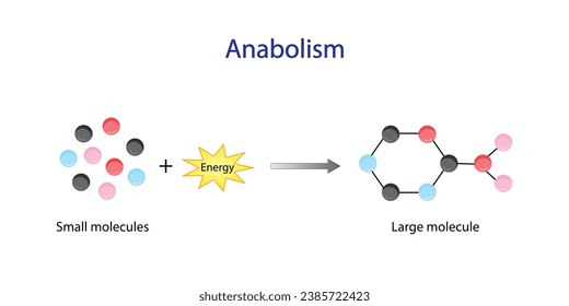 Anabolism is a process of building up complex macromolecules. ATP energy. Vector design.