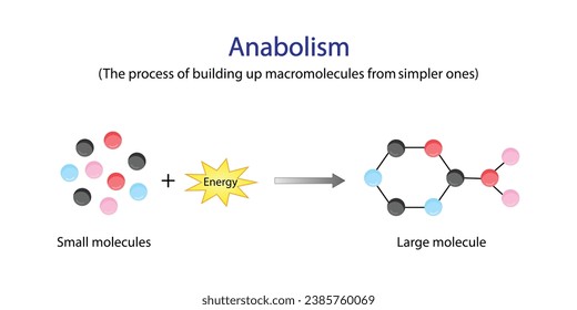 Anabolism is a process of building up complex macromolecules. ATP energy. Vector design.