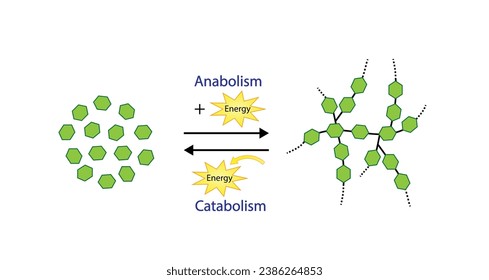 Anabolism, a process of building up complex macromolecules. Catabolism, a process of breaking down complex macromolecules into small molecules. ATP energy. Vector design.