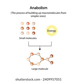 Anabolism is a process of building up complex macromolecules. ATP energy. Vector design.