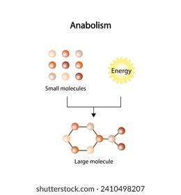 Anabolism is a process of building up complex macromolecules. ATP energy. Vector design.