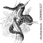 Anaconda is a non venomous snake in the Boidae family of boas, vintage line drawing or engraving illustration.
