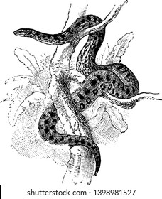 Anaconda is a non venomous snake in the Boidae family of boas, vintage line drawing or engraving illustration.