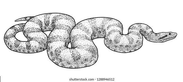 Anaconda snake illustration, drawing, engraving, ink, line art, vector