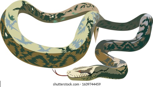 Anaconda vector - Giant anaconda vector - Giant Snake vector