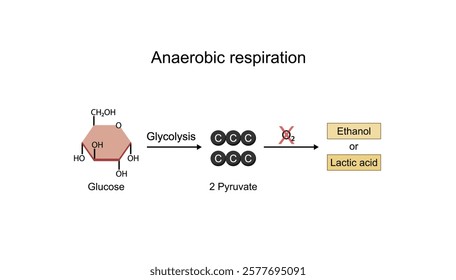 Anaerobic cellular Respiration. Fermentation. Glycolysis. Mitochondria, energy production. Scientific Vector Illustration.