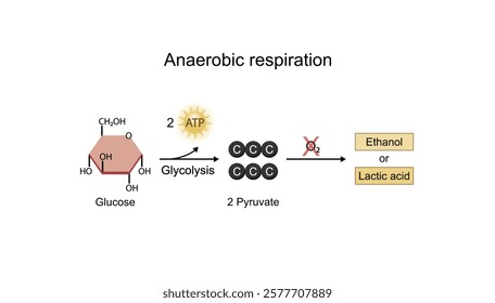 Anaerobic cellular Respiration. Fermentation. Glycolysis. Mitochondria, energy production. Scientific Vector Illustration.