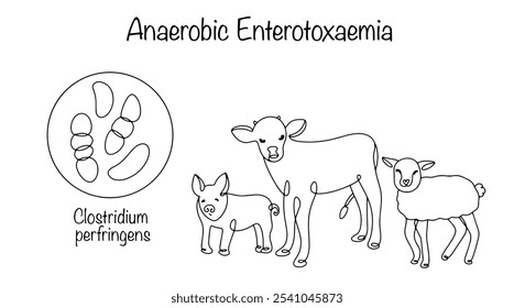 Enterotoxemia anaeróbica. Enfermedad infecciosa tóxica que afecta a los animales de granja debido a las toxinas de la bacteria Clostridium perfringens. Con mucha frecuencia, la enfermedad afecta a terneros, lechones y corderos.